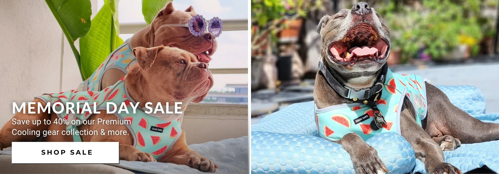 Elevated Style for Every Paw