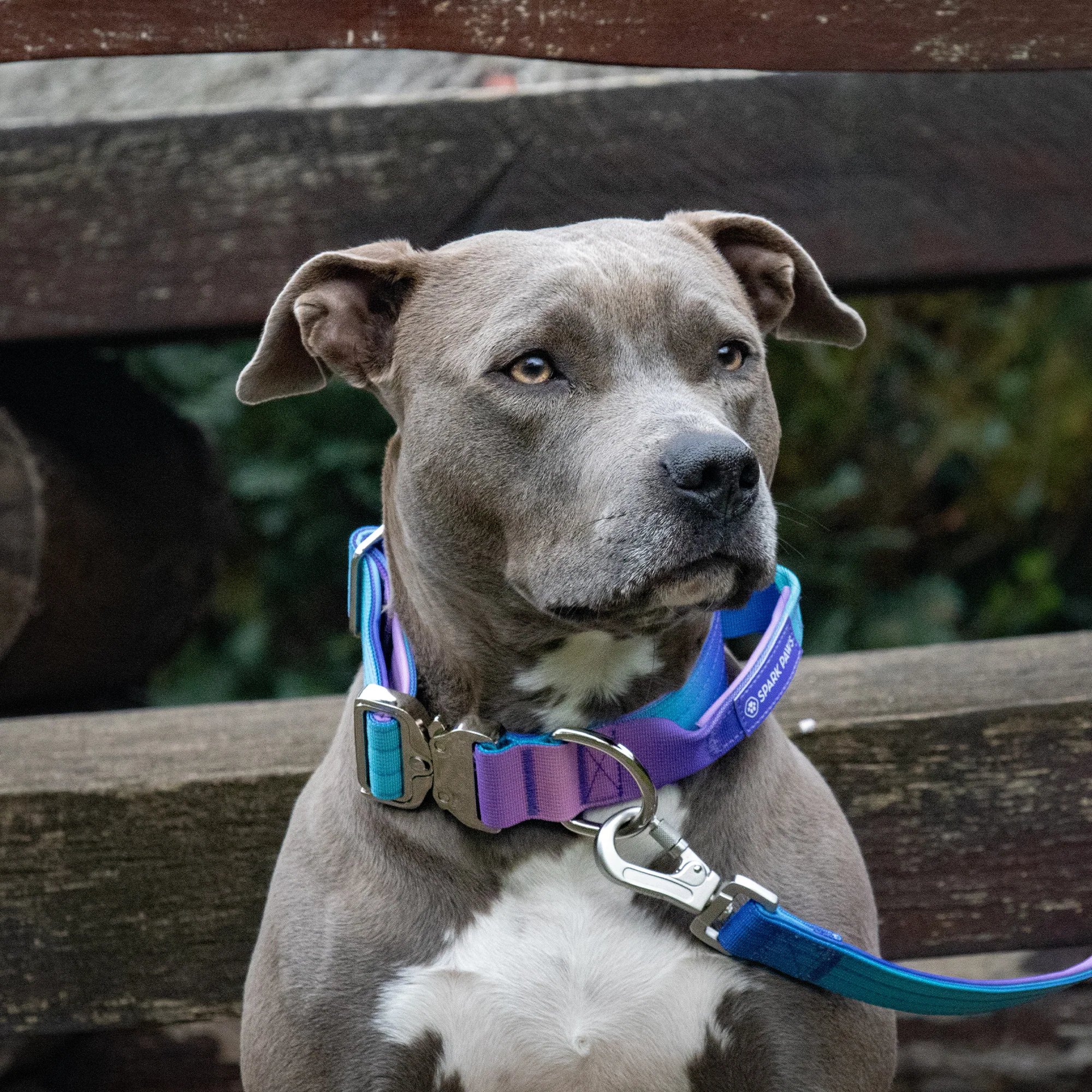 Comfort Control Collar and Multipurpose Leash Sets - Image 14
