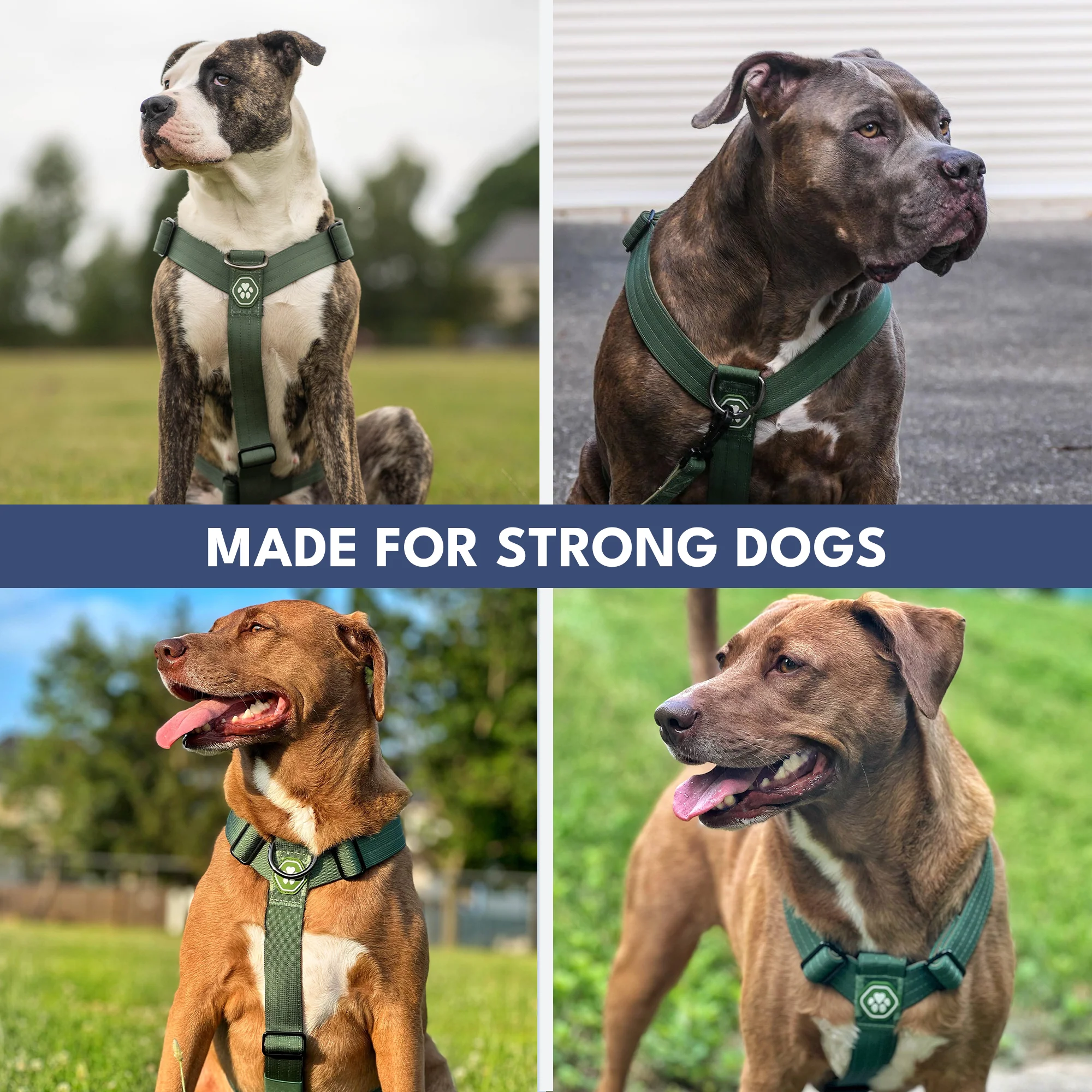 Comfort Control No-Pull Dog Harness - Green - Image 7