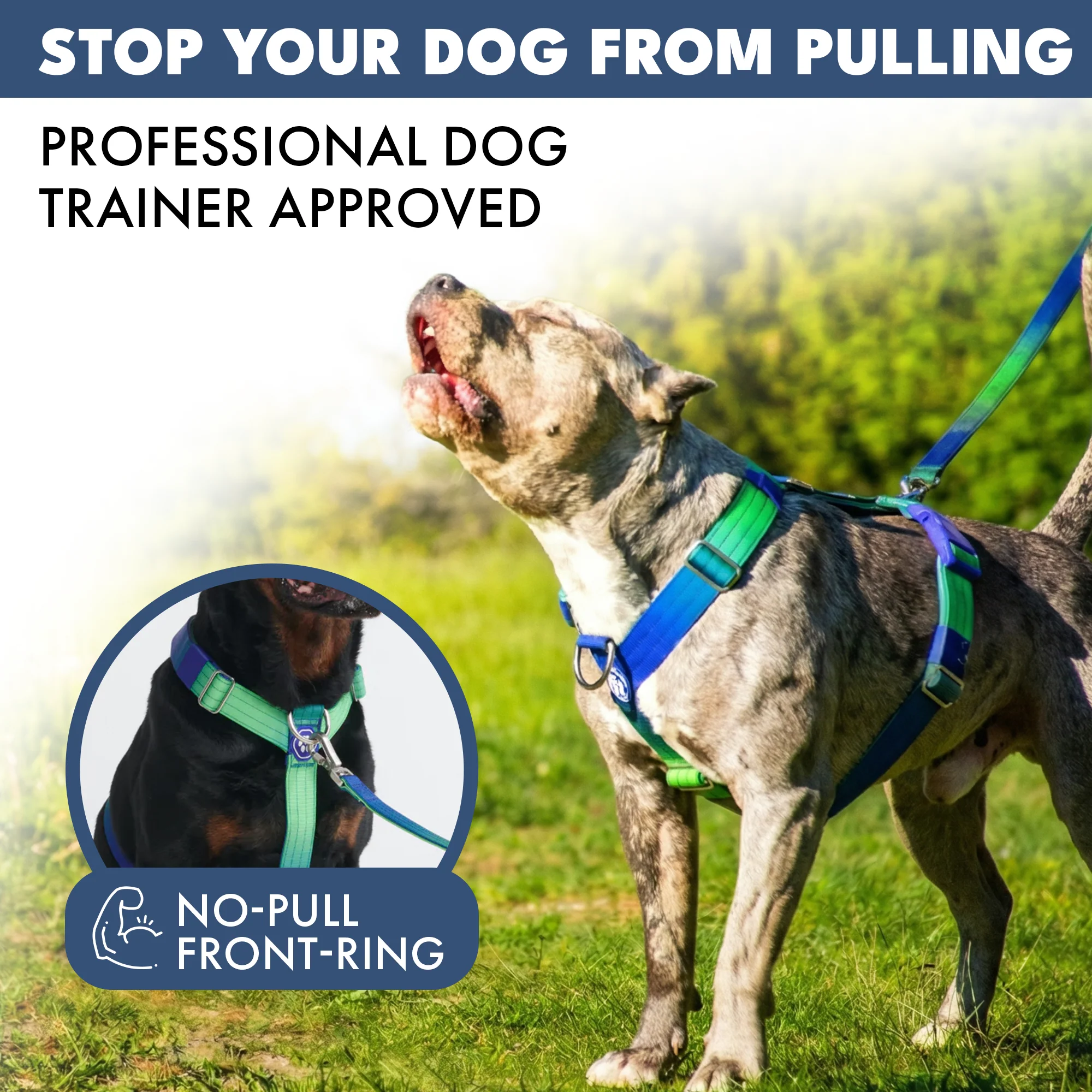Comfort Control No-Pull Dog Harness - Lime Wave - Image 3