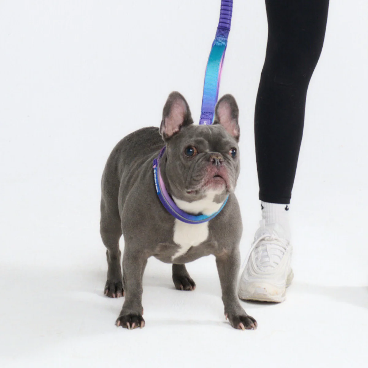 Cushioned Martingale Collars - Image 5