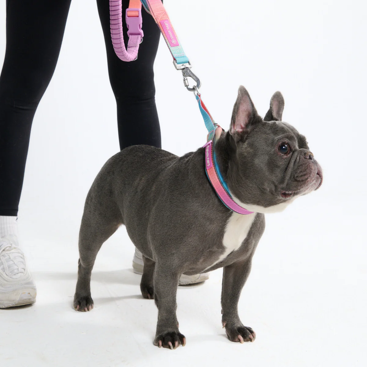 Multipurpose Seatbelt Handsfree Leash & Poop Bag Holder Set - Pastel Icing - Image 8