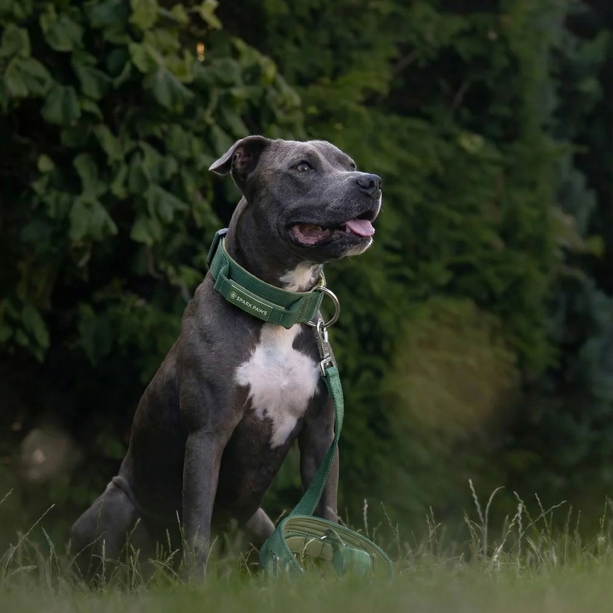 Comfort Control Collar Set - Army Green - Image 7