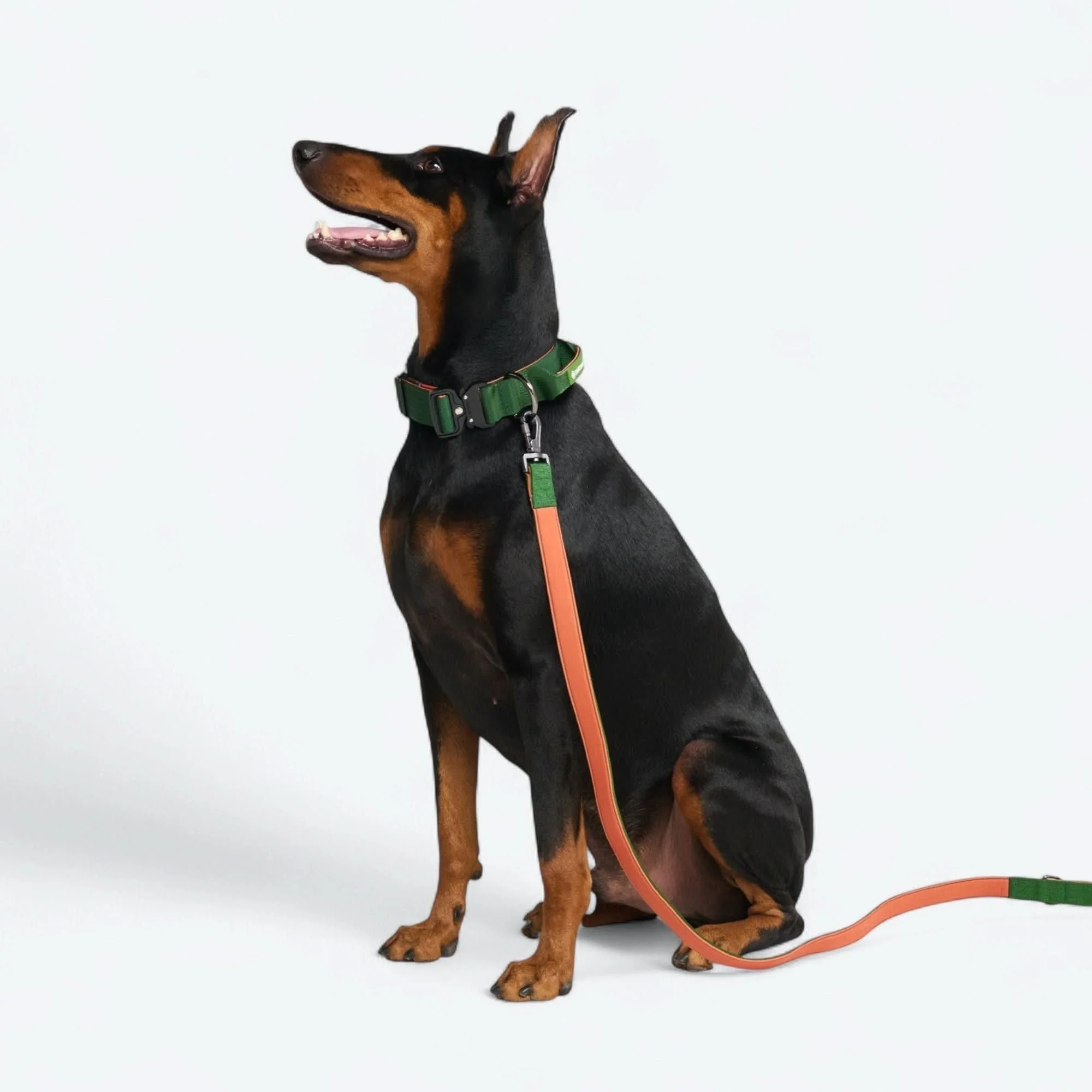 Comfort Control Collar - Green Orange - Image 4