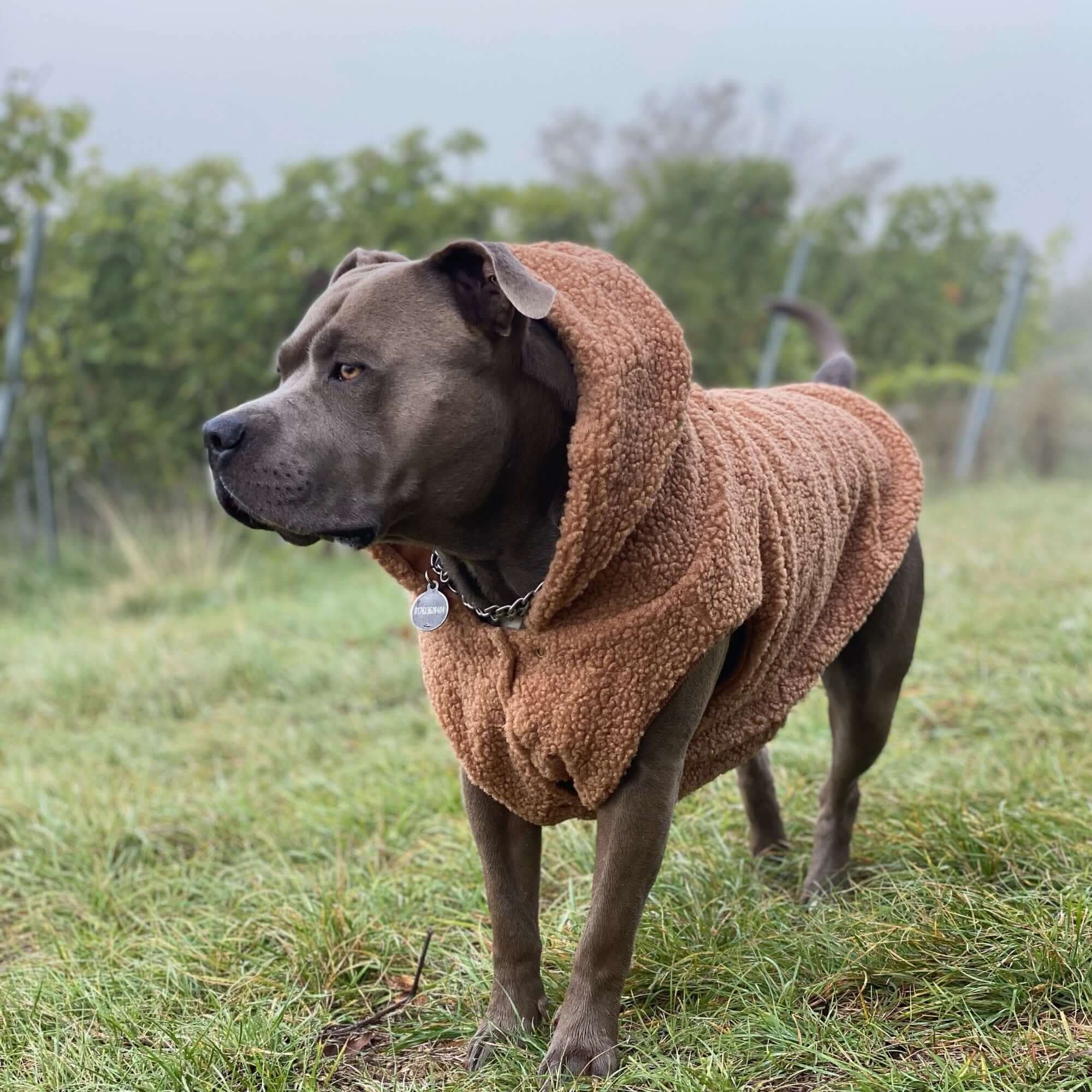 Teddy Sherpa Dog Jackets - Image 11